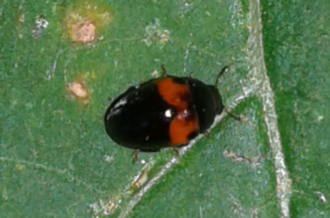 Erotylidae: Tritoma bipustulata?  S